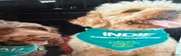 Labradoodle dogs for sale: Our Therapy Dog has had a gorgeous litter in Bracknell - Advert 2