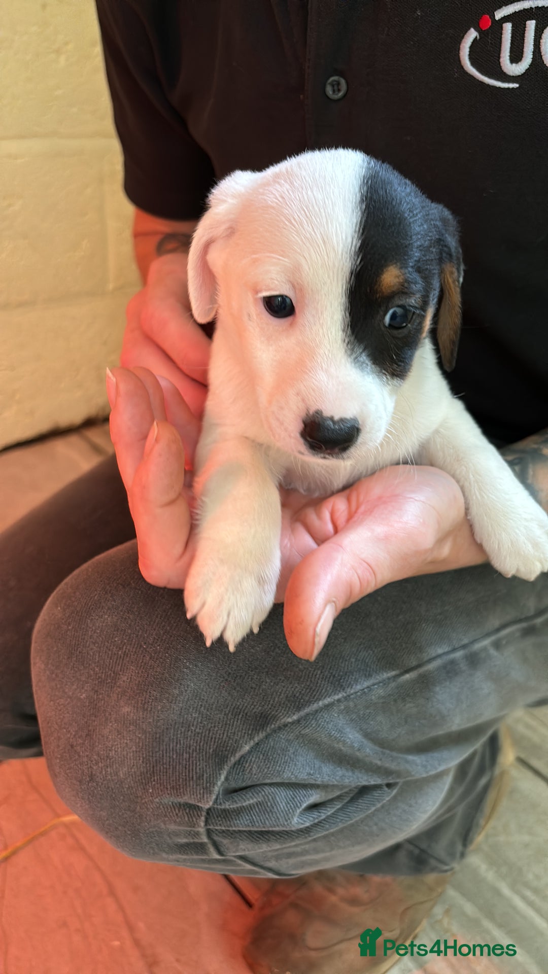 Jack Russell dogs for sale: Jack Russell puppy’s  - Image 10