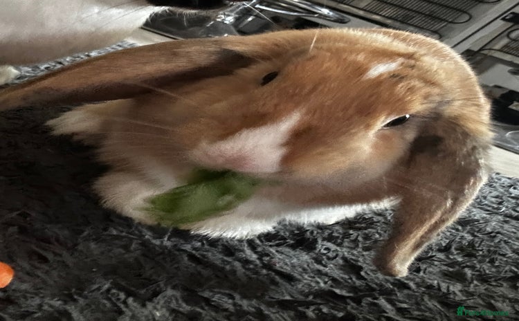 Mixed Breed rabbits - Advert 1