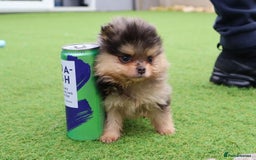 Pomeranian dogs for sale: READY NOW-REDUCED!! TRUE TEDDY BEAR POMERANIAN - Image 33