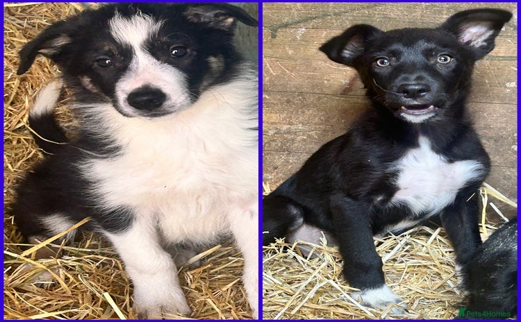 Border Collie dogs - Advert 5