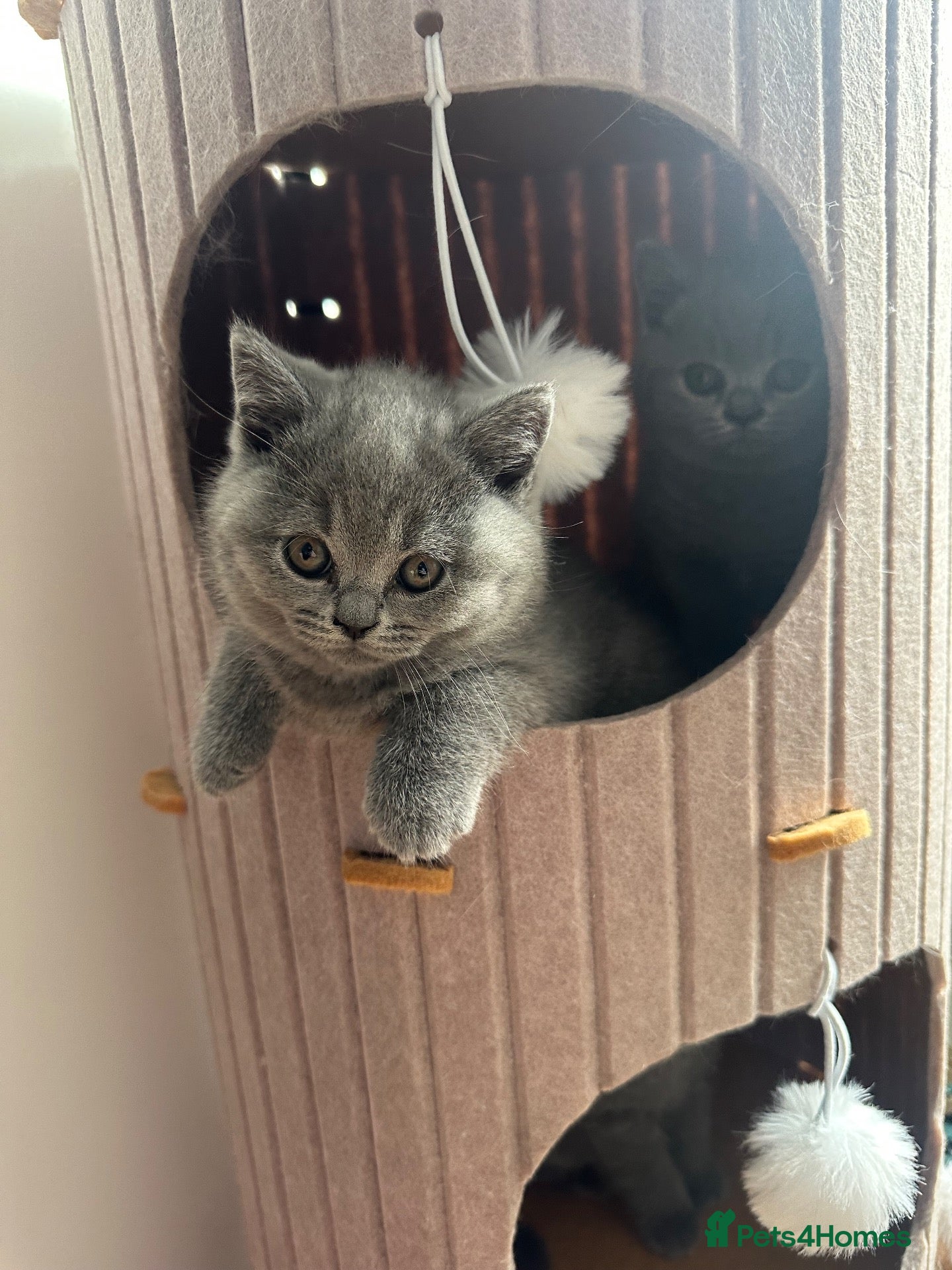 British Shorthair cats GCCF Registered Blue British Shorthair Kittens - Advert 1