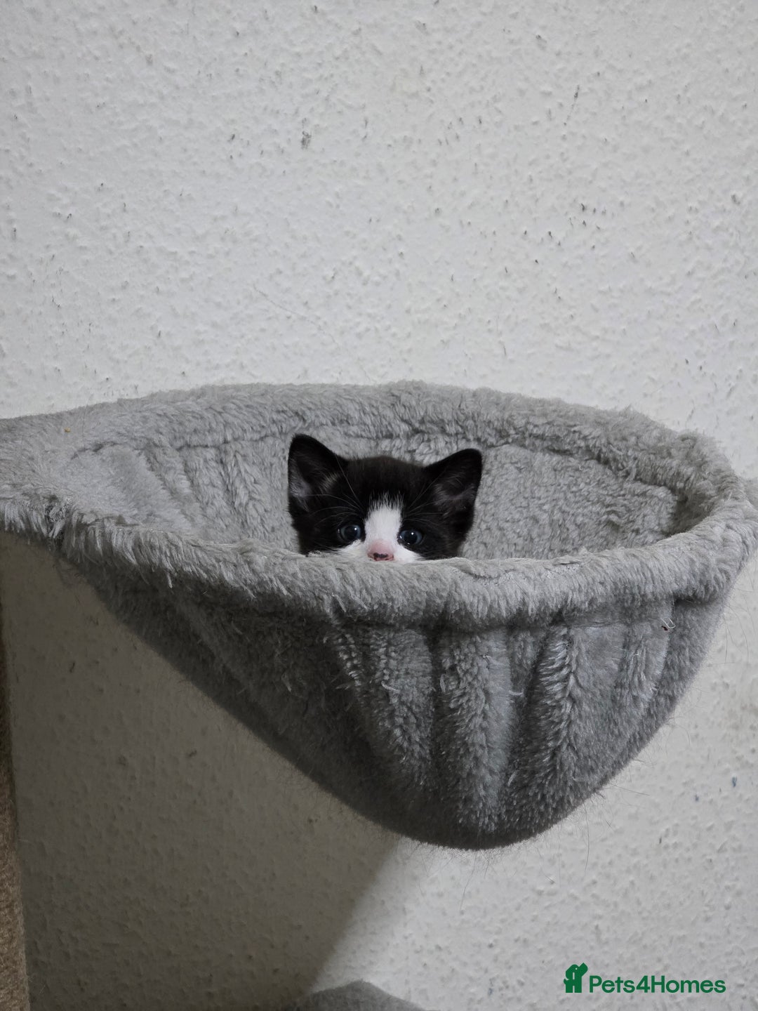 Mixed Breed cats for sale: Meet Leo: Cutest Black & White Furball ull See! - Image 1
