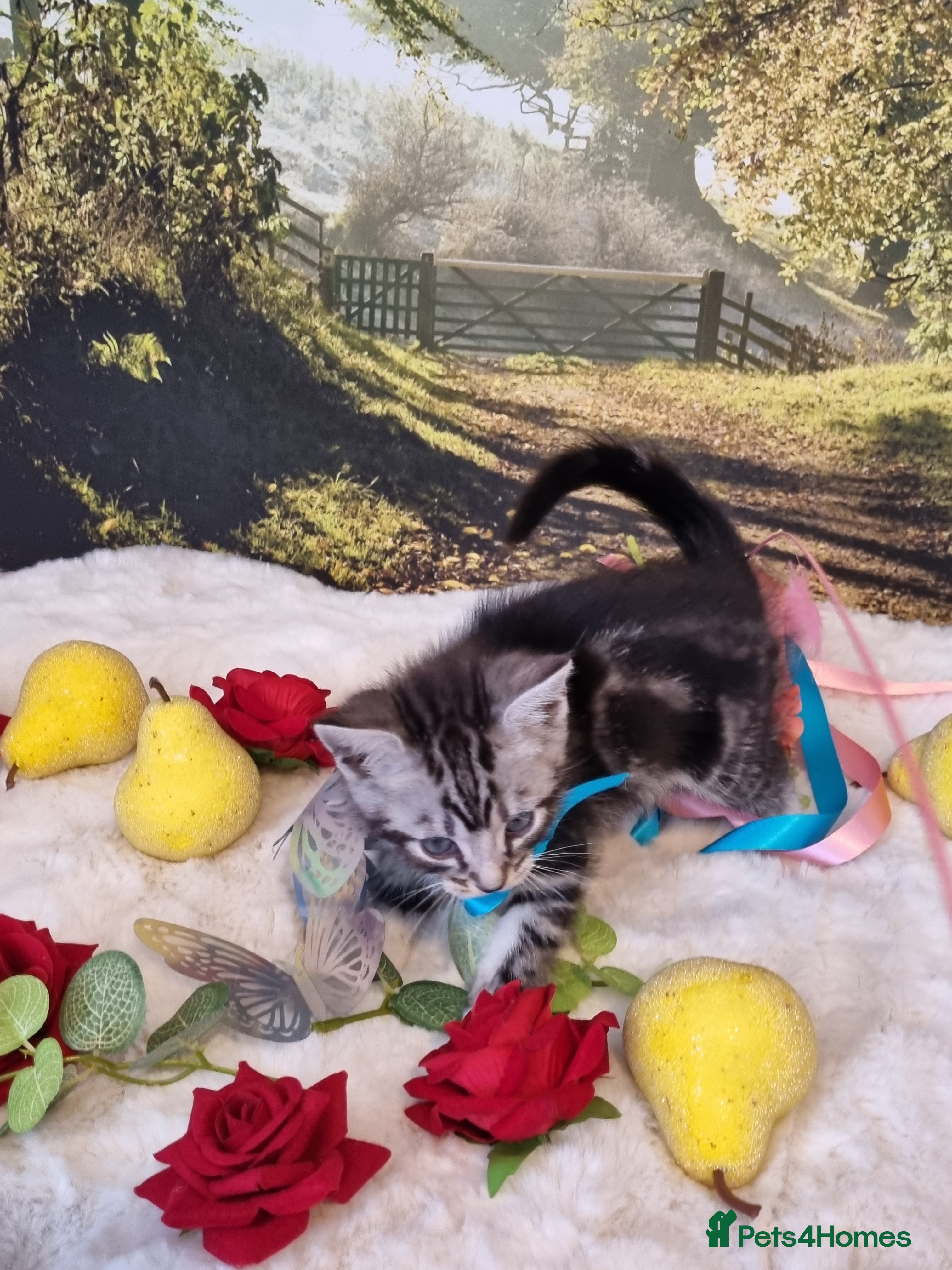 British Shorthair cats British Shorthair Tabby  - Advert 9