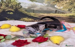 British Shorthair cats for sale: British Shorthair Tabby  - Image 9