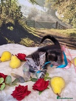 British Shorthair cats British Shorthair Tabby - Advert 10