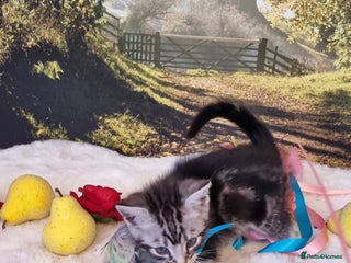 British Shorthair cats British Shorthair Tabby - Advert 7