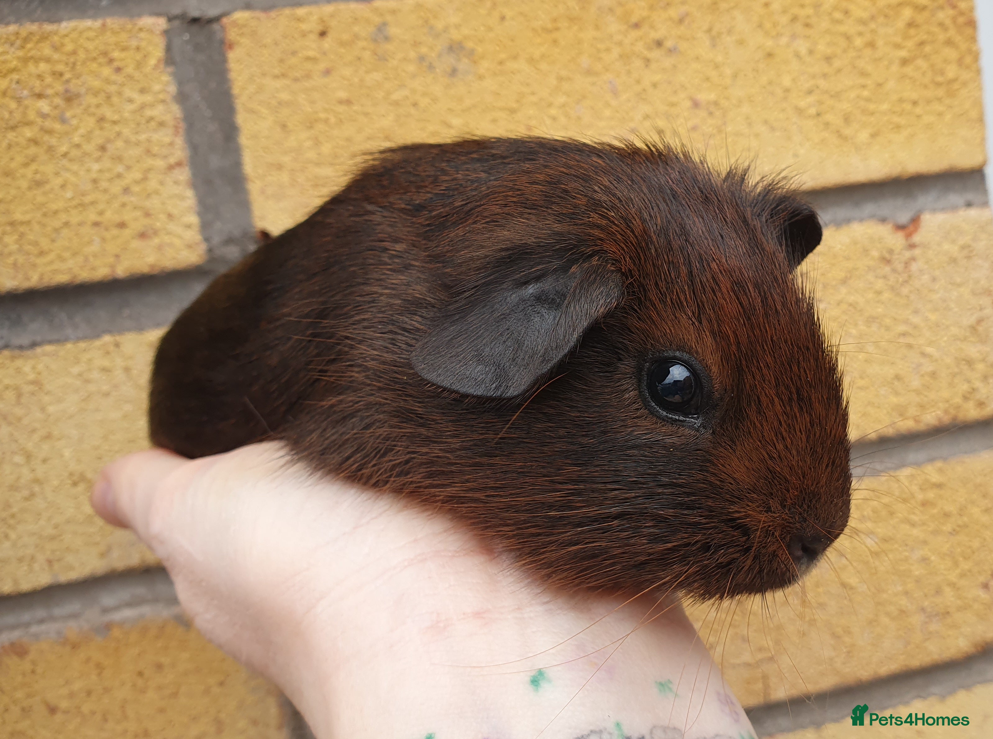 Guinea Pig rodents guinea pigs  - Advert 17