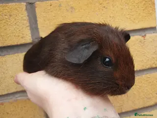 Guinea Pig rodents guinea pigs - Advert 17