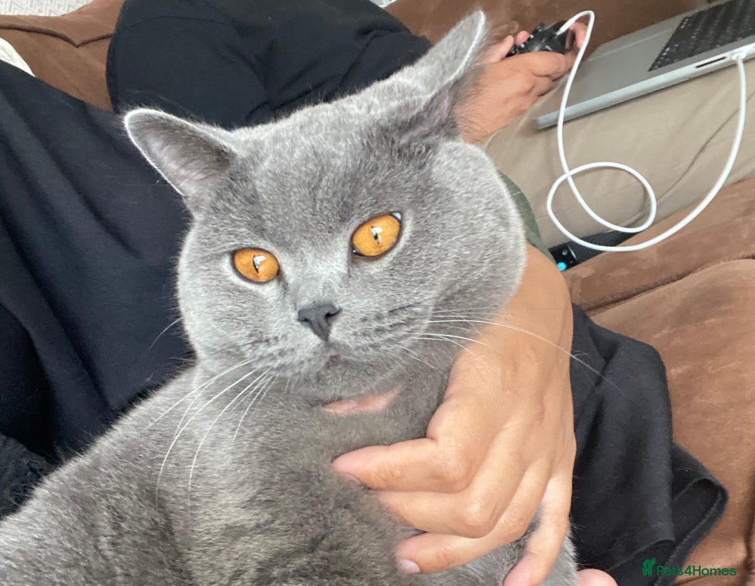 British Shorthair cats for sale: Male British Shorthair 1yr old (CHAMPA) - Image 2