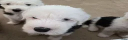 Old English Sheepdog dogs for sale:  Blue Eyes Old English Sheepdog Puppies  - Advert 19