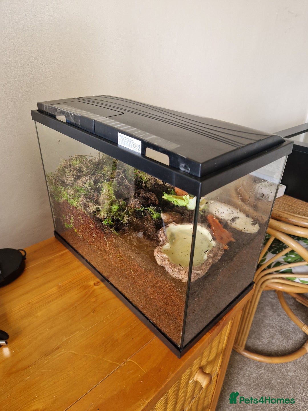 Snails invertebrates for sale: 2 Giant African Land Snails With Full Setup - Image 4