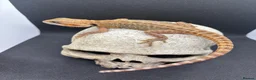 Bearded Dragon reptiles for sale: Spectacular baby dragons ready now  - Advert 13