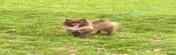 Pomeranian dogs for stud: PROVEN STUD KC RUSSIAN CHAMPION LINES POMERANIAN  in Tiverton - Advert 6