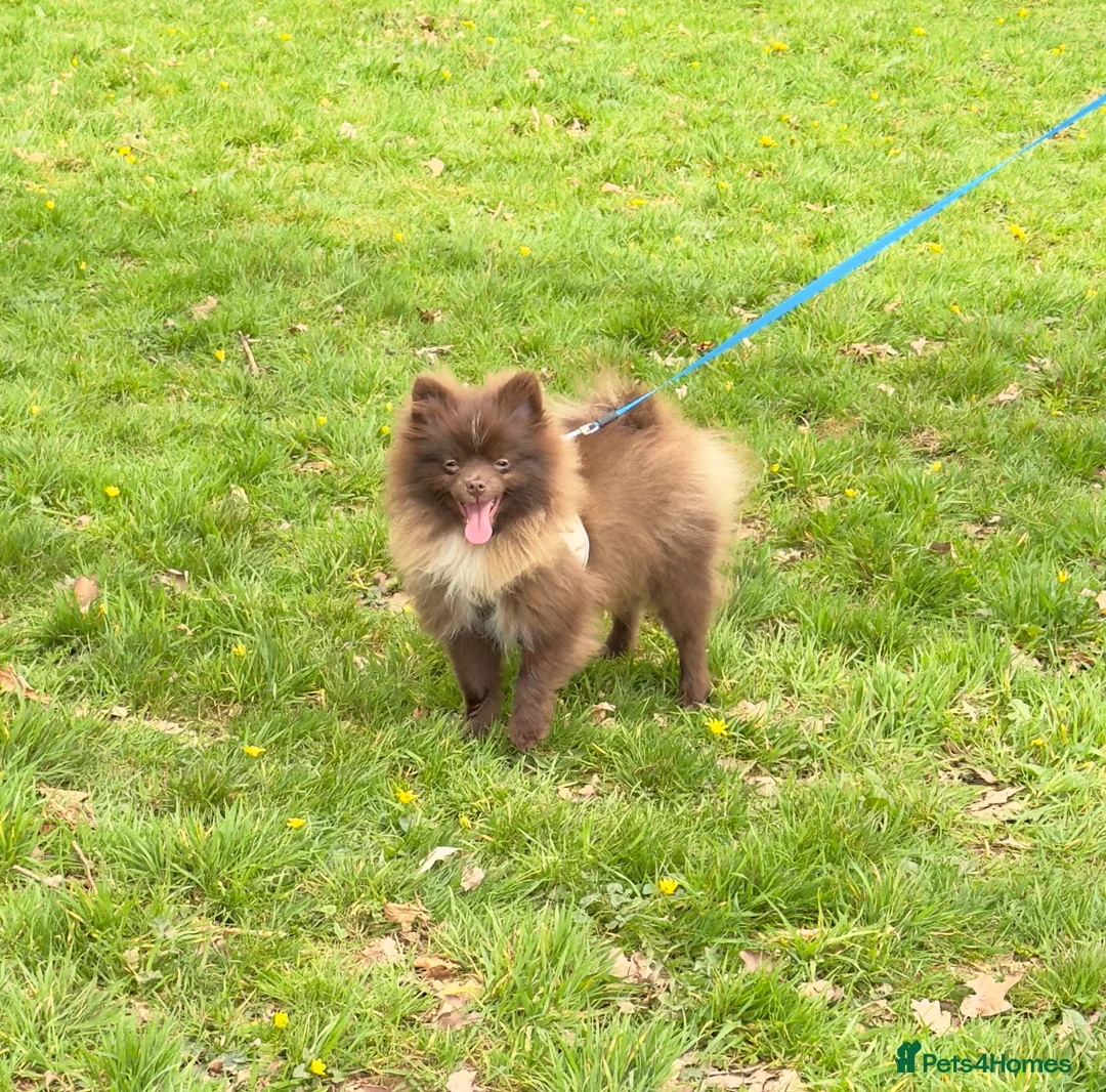 Pomeranian dogs for stud: PROVEN STUD KC RUSSIAN CHAMPION LINES POMERANIAN  in Tiverton - Advert 6