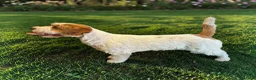 Jack Russell dogs for stud: K.C. Registered Jack Russell - Advert 3