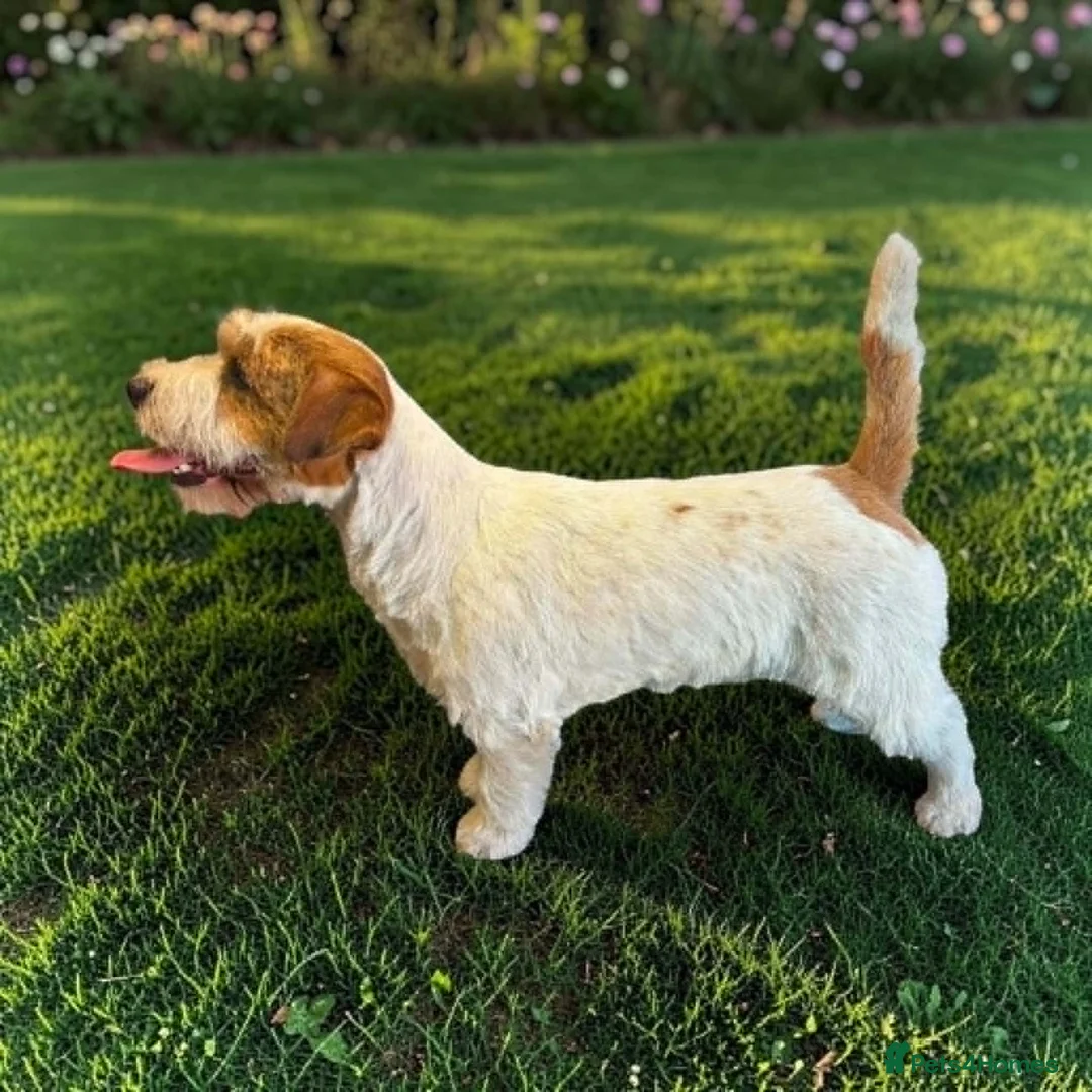Jack Russell dogs for stud: K.C. Registered Jack Russell - Advert 3