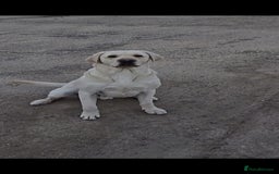 Labrador Retriever dogs for sale: Snow-White Labrador Puppies - Advert 10