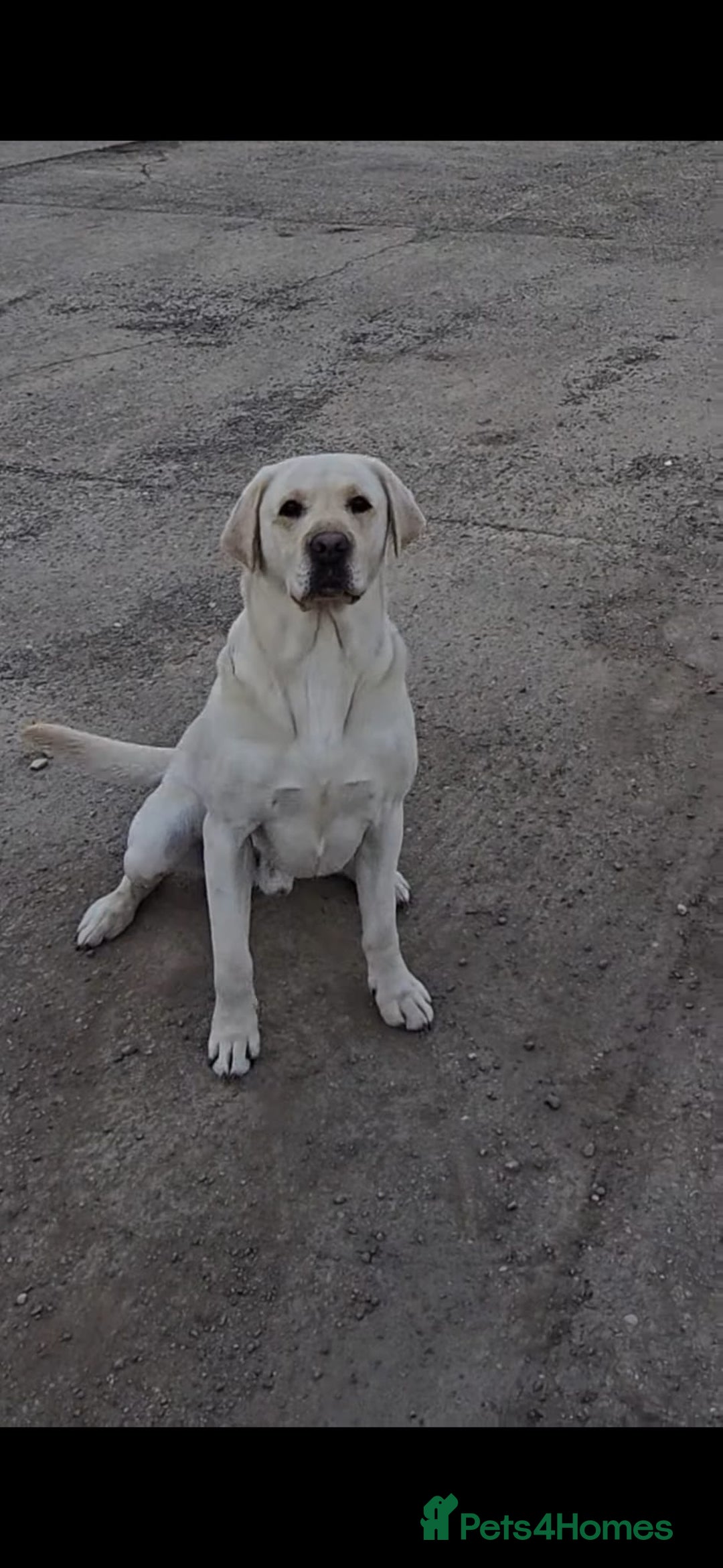 Labrador Retriever dogs for sale: Snow-White Labrador Puppies - Advert 10