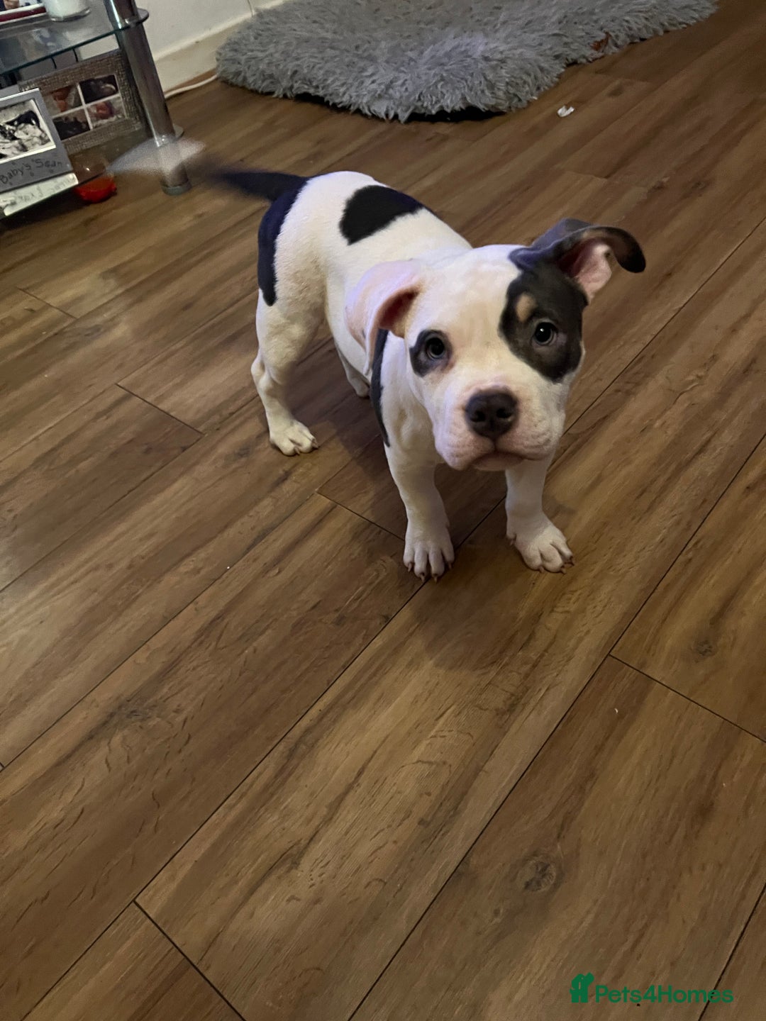 American Bully dogs for sale: Pocket Bully puppy GIRL - FOR SALE - Advert 4