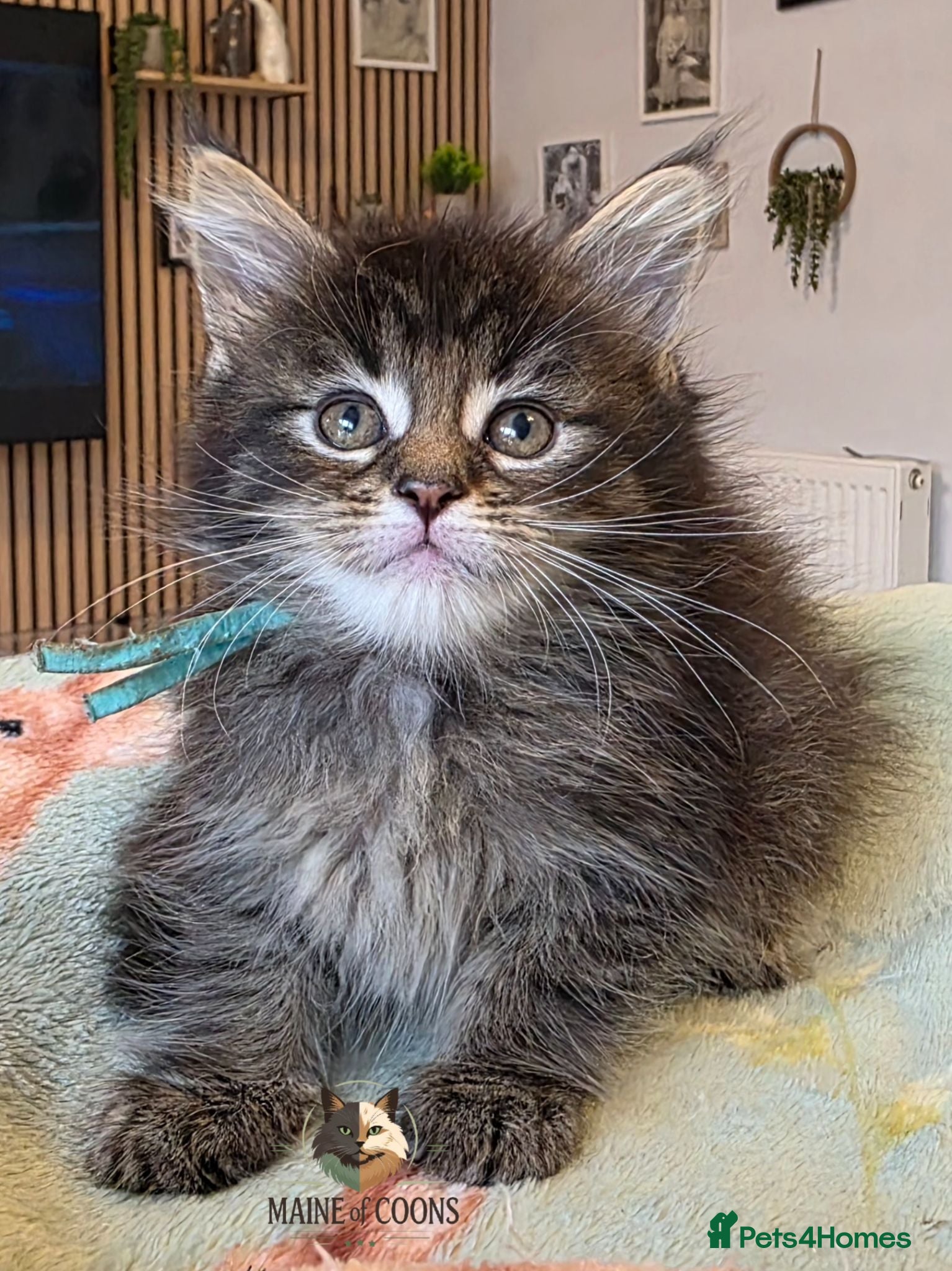 Maine Coon cats Maine coon kittens - Advert 2