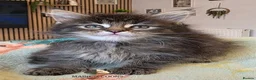 Maine Coon cats for sale: Maine coon kittens - Advert 10