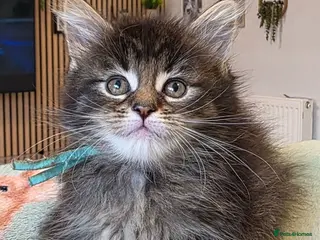 Maine Coon cats Maine coon kittens - Advert 2