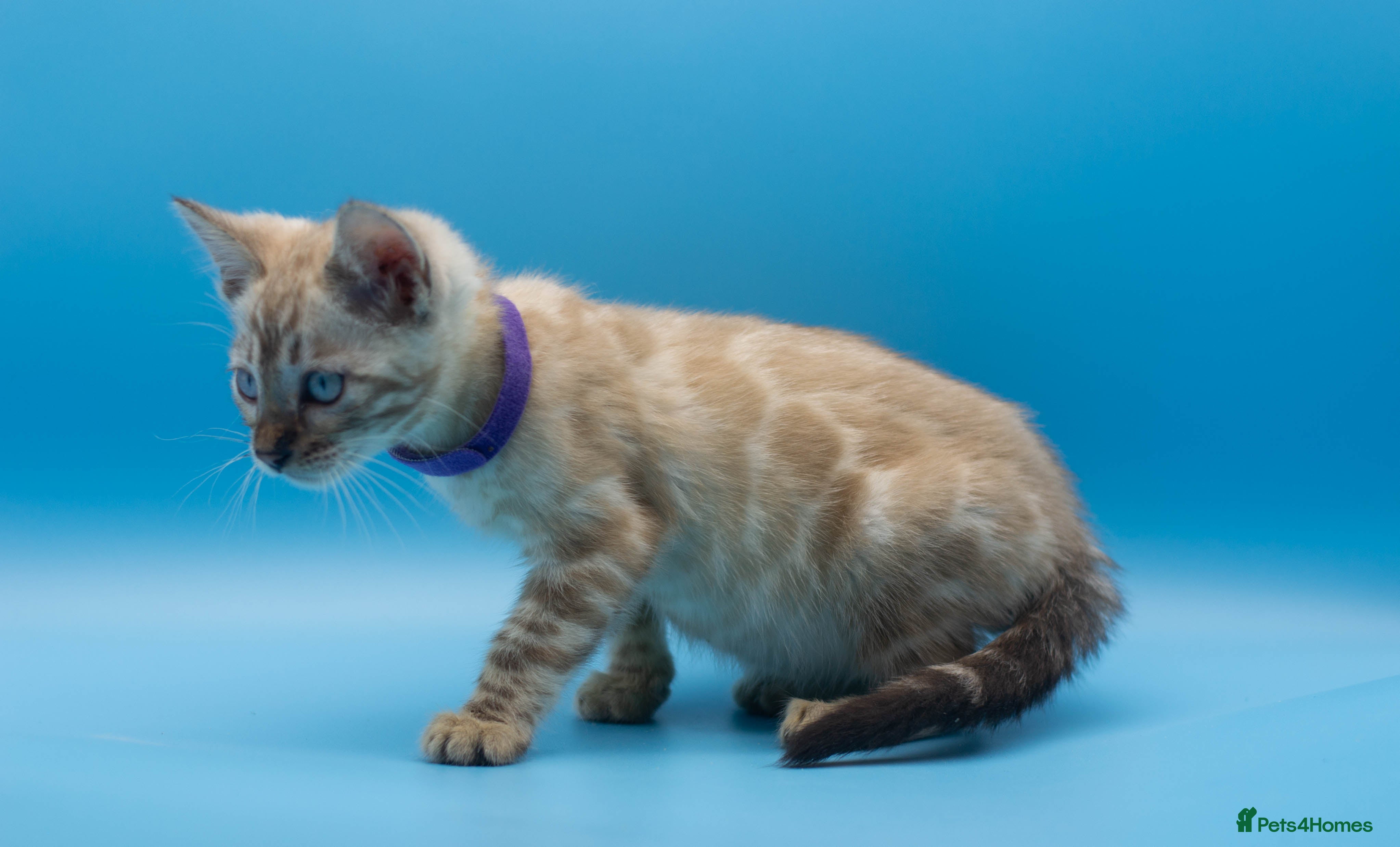 Bengal cats Snow Lynx Bengal Kittens–Available for Reservation - Advert 3