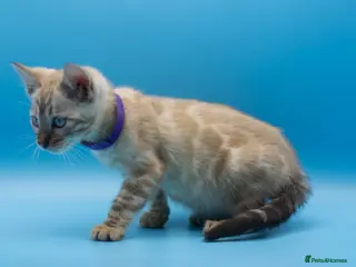 Bengal cats Snow Lynx Bengal Kittens–Available for Reservation - Advert 3