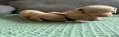 Dachshund 3