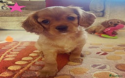 Cavapoo dogs for sale: Beautiful Cavapoo Puppies  - Image 31