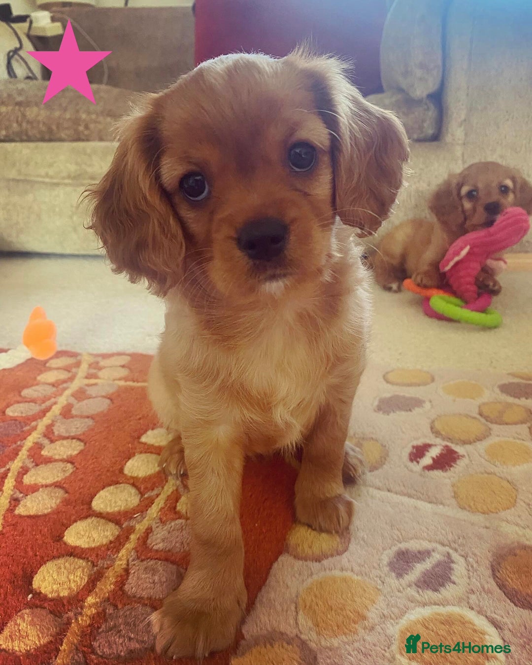 Cavapoo dogs for sale: Beautiful Cavapoo Puppies  - Image 31