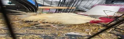 Chickens poultry for sale: 5 Serama hens & cock, perfect set up in Tilbury - Advert 12