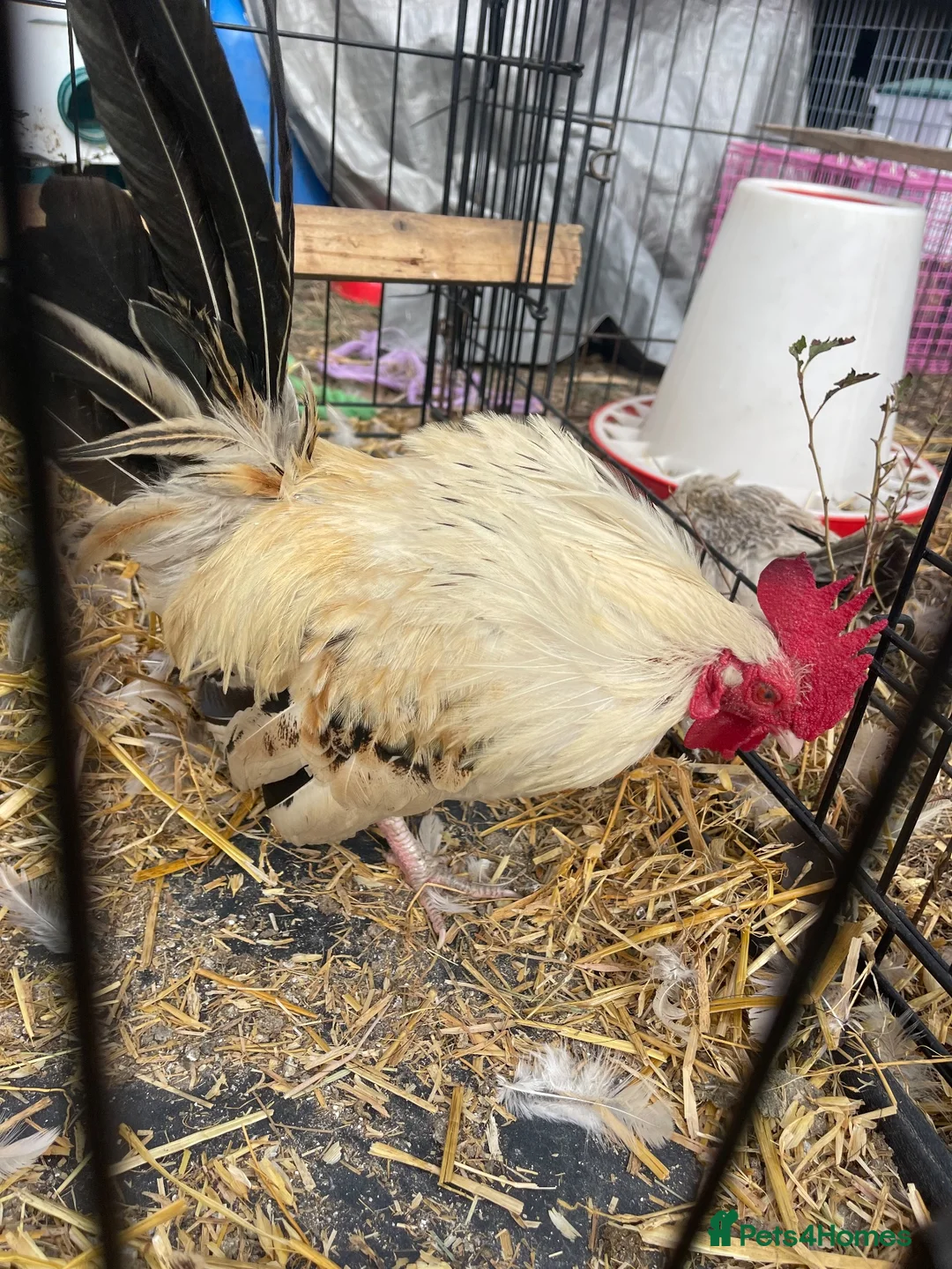 Chickens poultry for sale: 5 Serama hens & cock, perfect set up in Tilbury - Advert 12