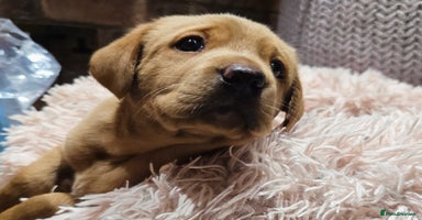 Labrador Retriever dogs - Advert 10