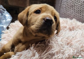 Labrador Retriever dogs - Advert 4