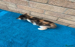 British Shorthair cats for sale: Multicoloured tabby kittens  - Image 8