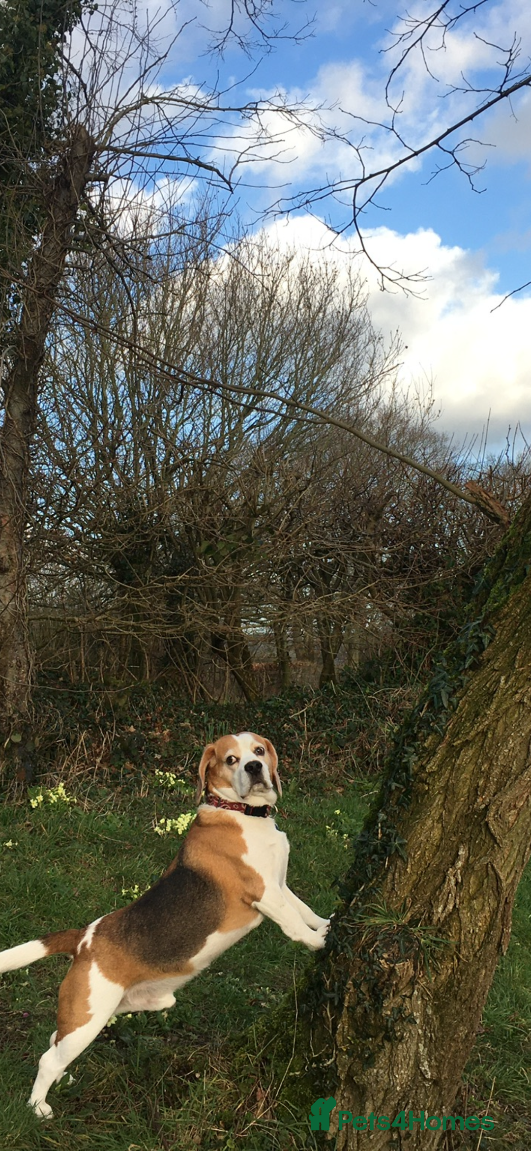 Beagle dogs for sale: 10 year old beagle up for adoption.  - Image 7
