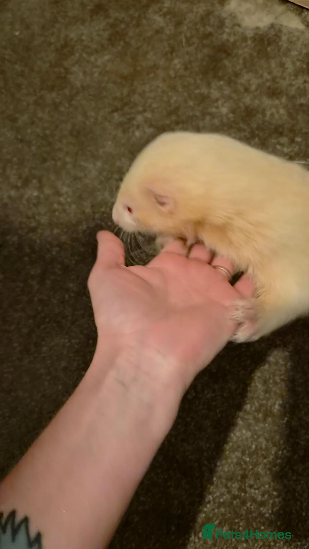 Ferret rodents for sale: Both neutered Jill and hob - Advert 3