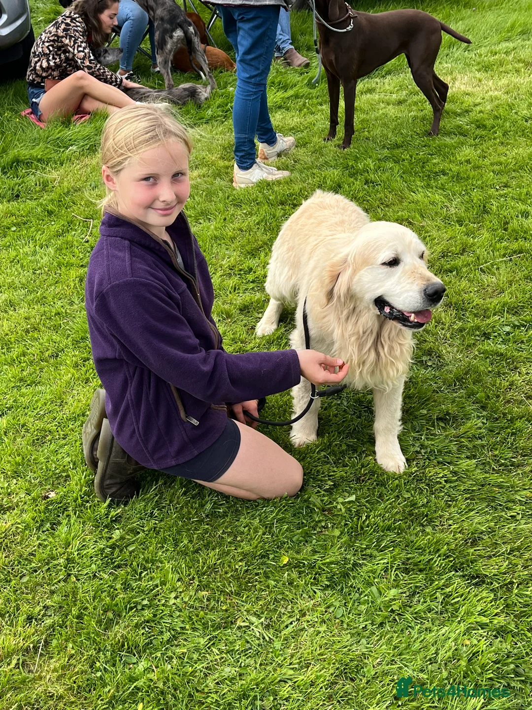 Golden Retriever dogs for stud: Show type golden retriever stud  - Advert 2