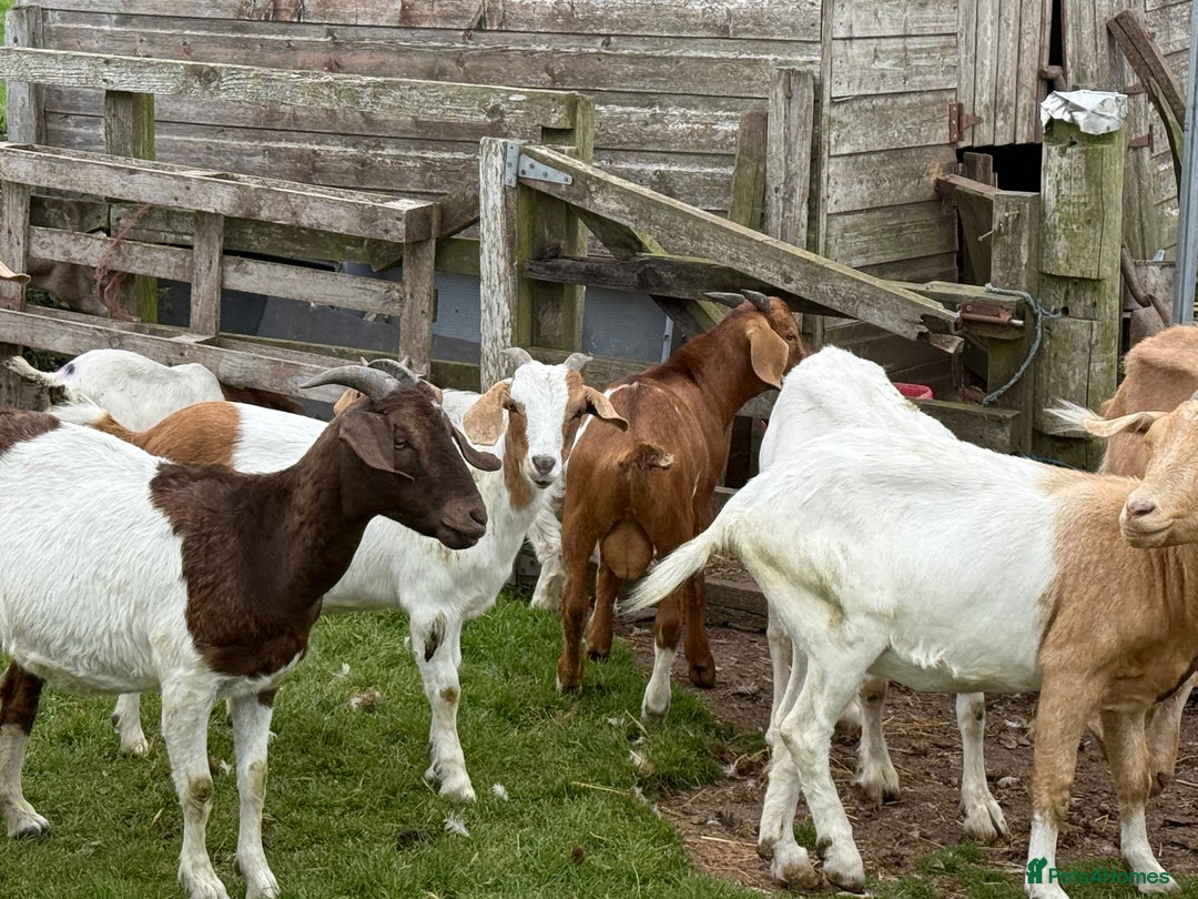 Goats livestock for sale: 2x Billy Goats and 1x Castrated Pygmy Goat.  - Image 6