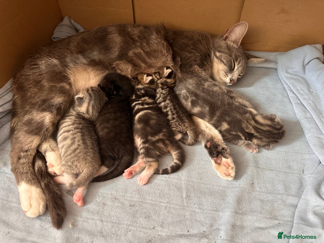American Shorthair cats for sale: Beautiful kittens for sale - Image 1
