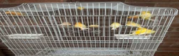 Canaries birds for sale: 9 canaries job lot with cage - Advert 3