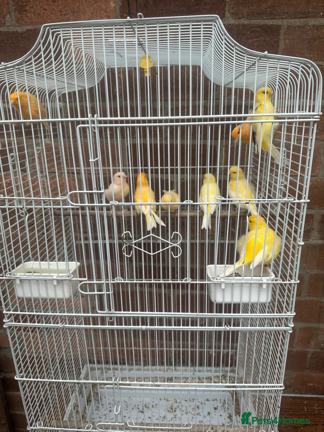 Canaries birds for sale: 9 canaries job lot with cage - Advert 3