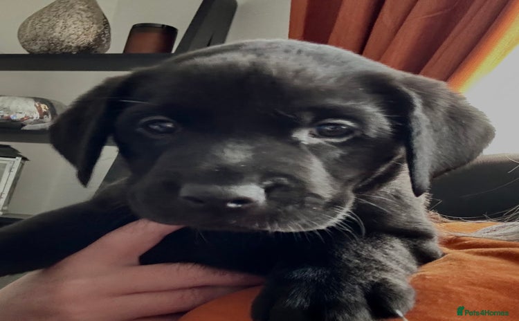Labrador Retriever dogs 1 beautiful black lab pup available  - Advert 13