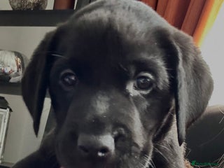 Labrador Retriever dogs 1 beautiful black lab pup available - Advert 16