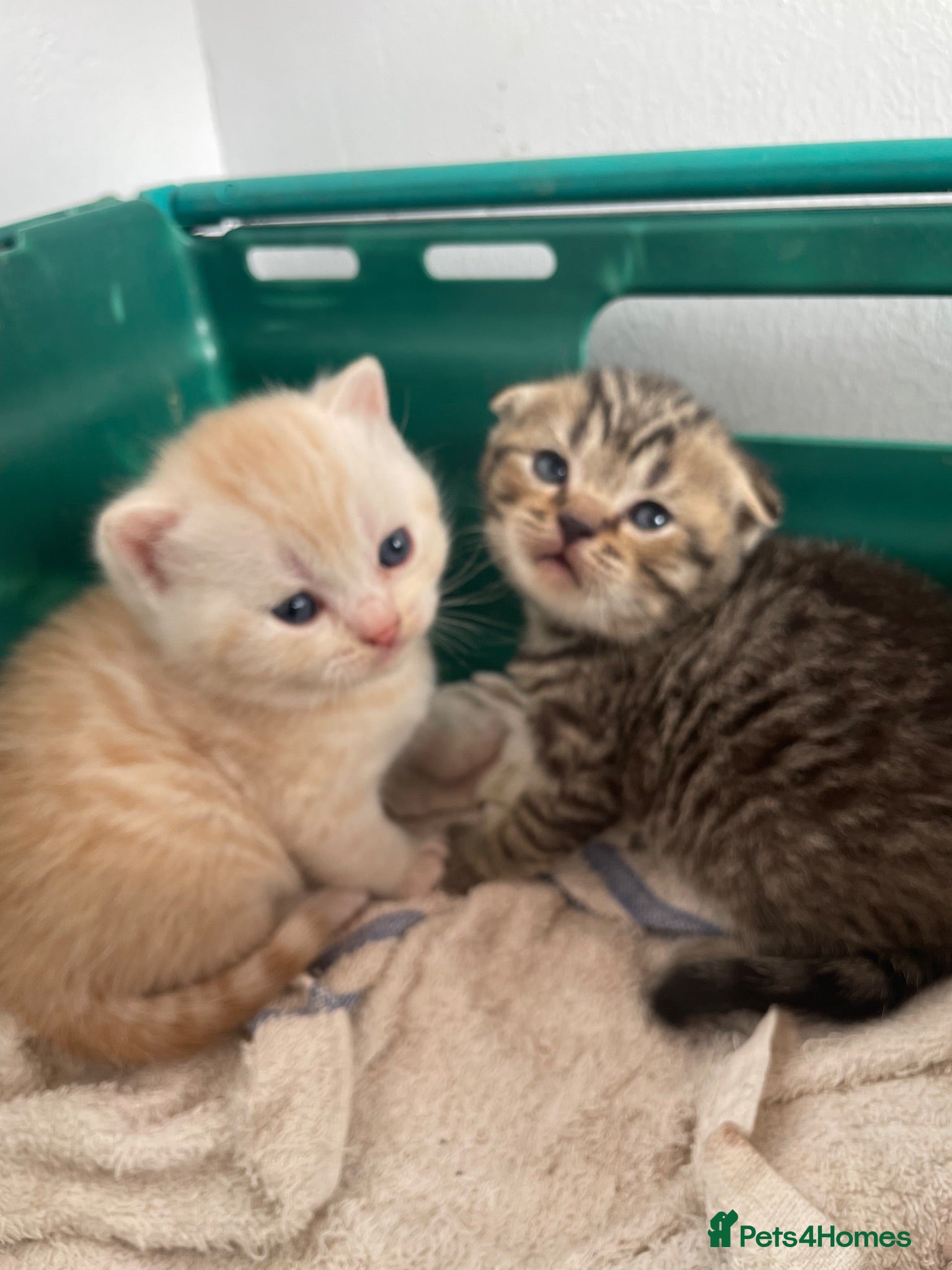 Scottish Fold cats Scottish fold kittens for sale  - Advert 6