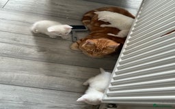 Mixed Breed cats for sale: cross breed Scottish fold cross main coon  - Image 6