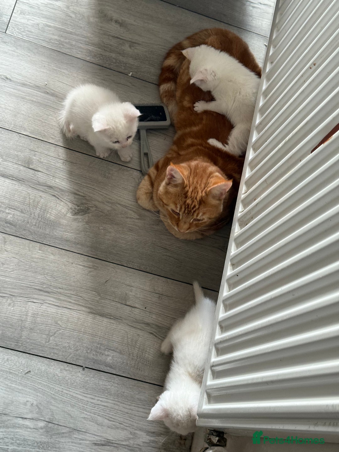 Mixed Breed cats for sale: cross breed Scottish fold cross main coon  - Image 6