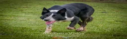 Border Collie dogs for sale: Border collies pups stop and have a look at these - Advert 12